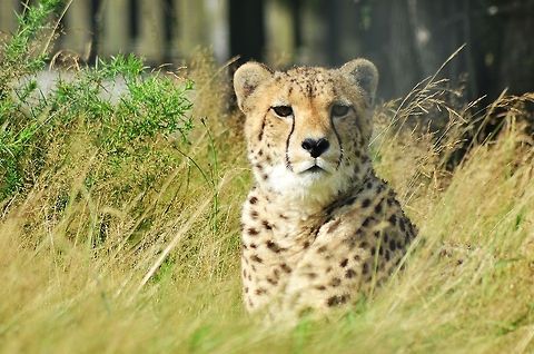 Cheetah in West Midlands Safari Park - Worcestershire Cheetah in West Midlands Safari Park - Worcestershire Acinonyx jubatus,Cheetah,Geotagged,United Kingdom,Worcestershire