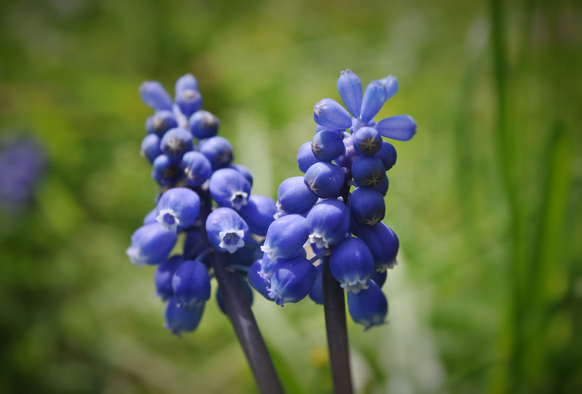 Grape Hyacinth flowers in Isle of Wight Grape Hyacinth flowers in Isle of Wight Geotagged,Muscari armeniacum,United Kingdom