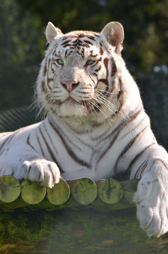 White Bengal Tiger in West Midlands Safari Park Another shot of White Bengal Tiger  Bengal tiger,Geotagged,Panthera tigris,Panthera tigris tigris,Tiger,United Kingdom