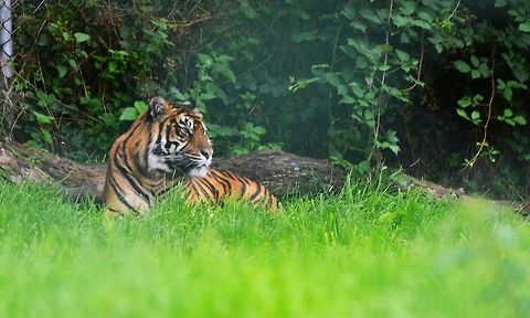 Tiger in West Midlands Safari Park - Worcestershire Tiger ( Bengal Tiger ? ) in West Midlands Safari Park - Worcestershire Geotagged,Panthera tigris,Tiger,United Kingdom,Worcestershire