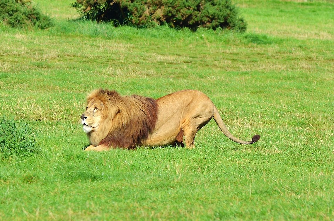 Lion in West Midlands Safari Park - Worcestershire Ready to Hunt !!!! Geotagged,Lion,Panthera leo,United Kingdom,Worcestershire