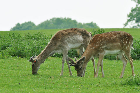 Deer Deer in West Midlands Safari Park [  I wish someone else could identify it ] Axis axis,Chital,Dama dama,Deer,Fallow Deer,West Midlands Safari Park