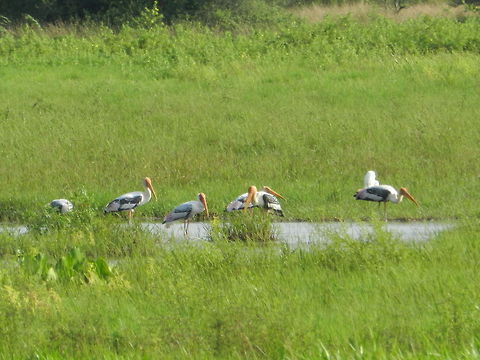 The Painted Stork  Mycteria leucocephala,Painted Stork
