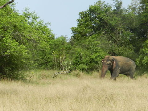 Sri Lankan Elephant  Asian Elephant,Elephas maximus maximus,Sri Lankan elephant