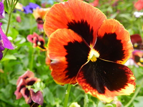 Pansy  Pansy,Viola tricolor subsp. hortensis