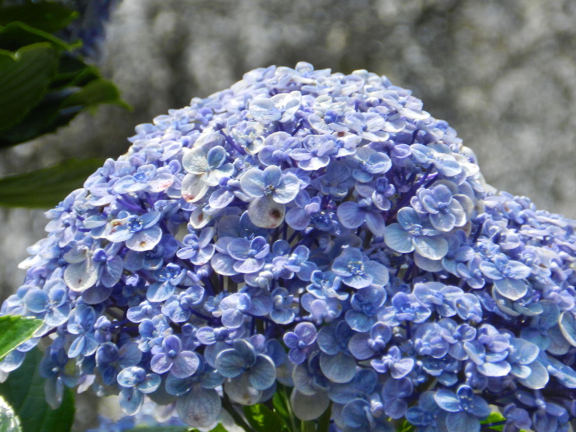 French Hydrangea Captured in Ramboada, Sri Lanka Bigleaf hydrangea,Hydrangea macrophylla