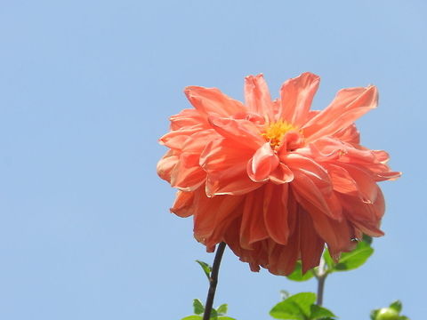 Dahlia  Dahlia x hortensis Guillaumin