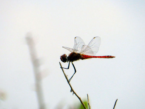 Scarlet Skimmer (Male) Oriental Scarlet Crocothemis servilia,Dragonfly,Scarlet Skimmer