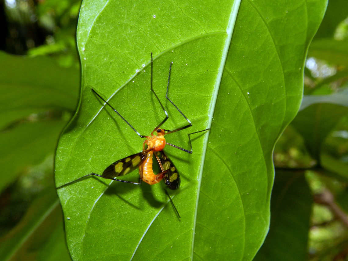 Cranefly Pselliophora sp. Pselliophora,Sri Lanka