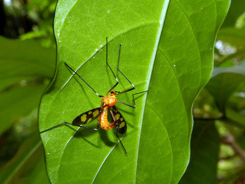 Cranefly Pselliophora sp. Pselliophora,Sri Lanka