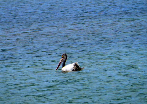 Spot-billed Pelican  Pelecanus philippensis,Spot-billed Pelican
