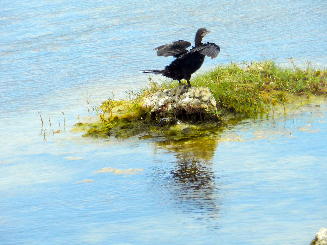 Cormorant  Little cormorant,Microcarbo niger