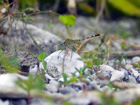 Diplacodes trivialis (Female) Also known as ground skimmer Diplacodes trivialis,Dragonfly