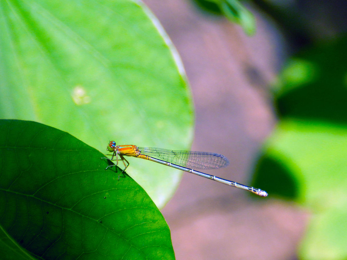 Pseudagrion decorum  Elegant sprite,Pseudagrion decorum,damselfly