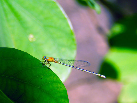 Pseudagrion decorum  Elegant sprite,Pseudagrion decorum,damselfly