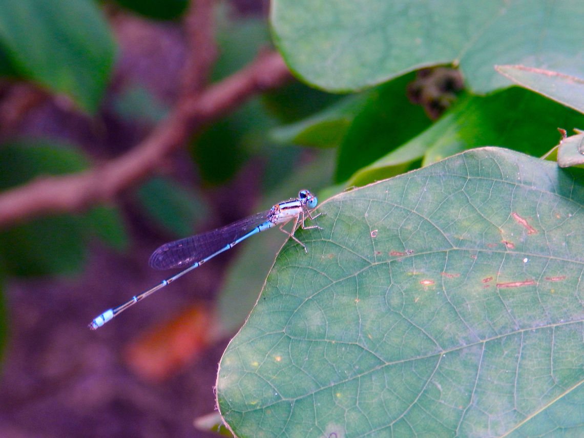 Pseudagrion decorum  Elegant sprite,Pseudagrion decorum,damselfly