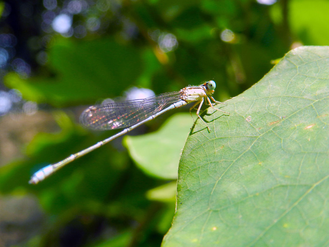 Pseudagrion decorum  Elegant sprite,Pseudagrion decorum