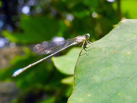 Pseudagrion decorum  Elegant sprite,Pseudagrion decorum