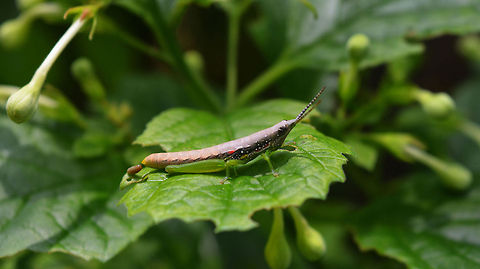 Gaudy Grasshopper Orthacris sp. Sri Lanka