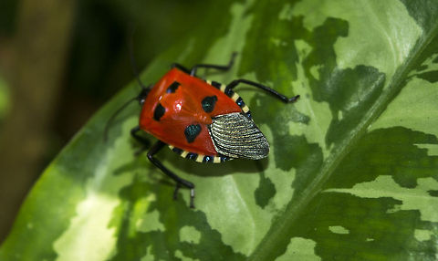 Catacanthus incarnatus  Catacanthus incarnatus,Geotagged,Man-faced stink bug,Sri Lanka