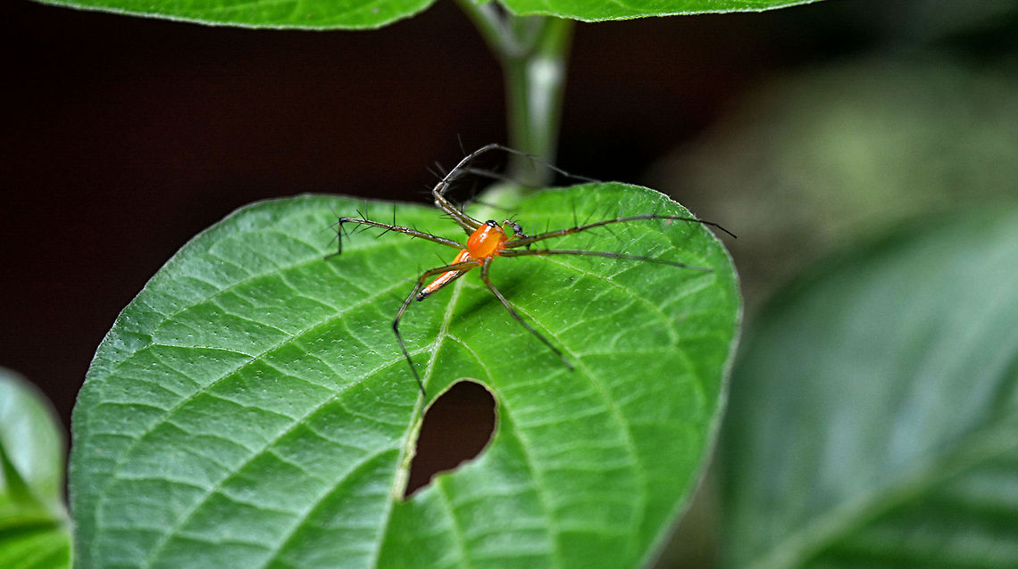 Male lynx spider  Geotagged,Sri Lanka