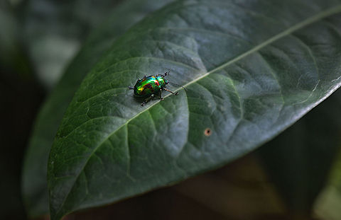 Leaf beetle  Chrysomelidae,Chrysomelinae