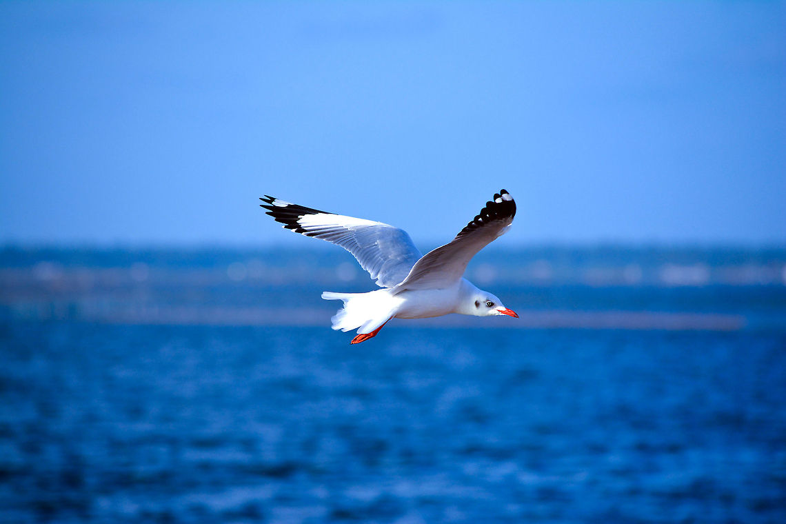 Brown-headed gull  Brown-headed gull,Chroicocephalus brunnicephalus
