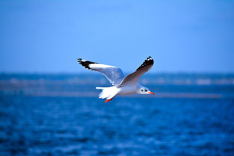 Brown-headed gull  Brown-headed gull,Chroicocephalus brunnicephalus