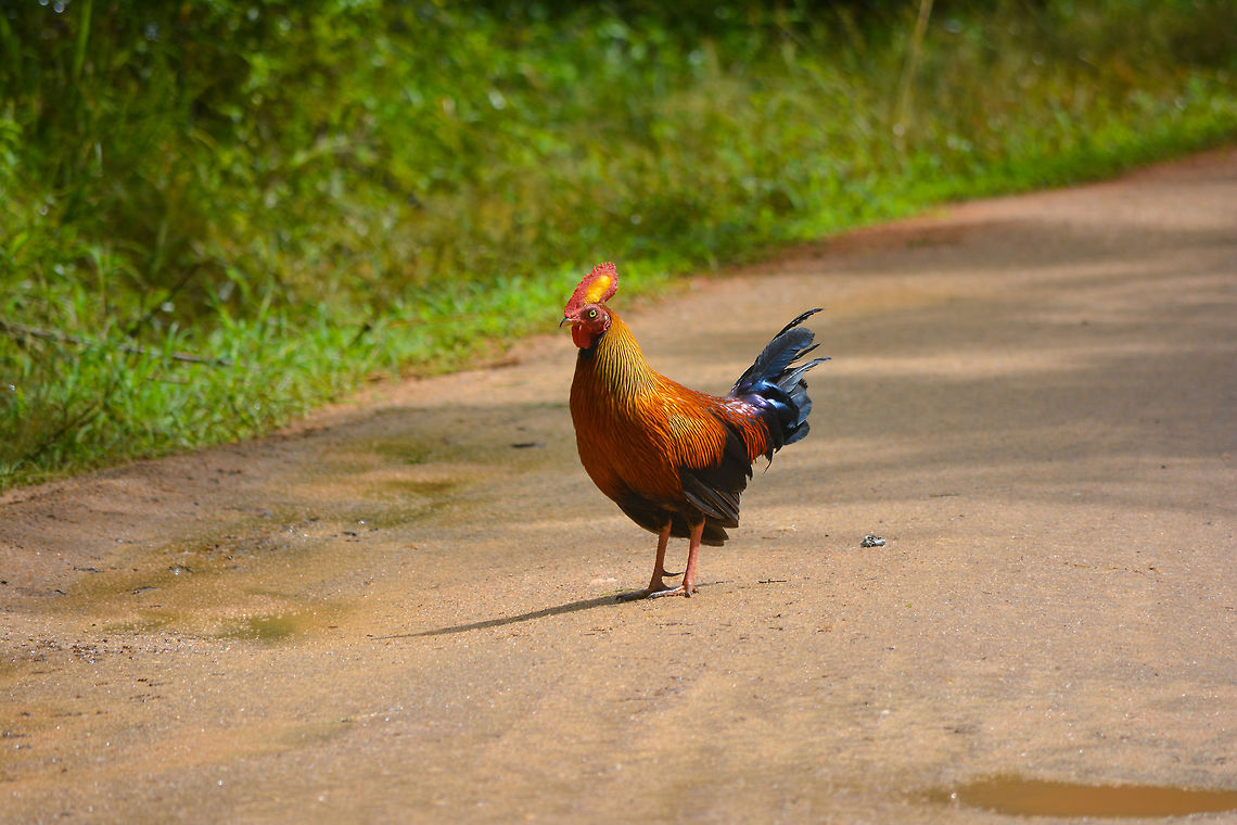 Sri Lankan junglefowl [Male] Male junglefowl in Minneriya National Park, Sri Lanka Fall,Gallus lafayettii,Geotagged,Red junglefowl,Sri Lanka,Sri Lankan junglebowl
