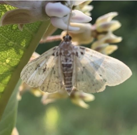 Moth June 12, 2024 8:32am 
Iroquois Park Louisville, KY