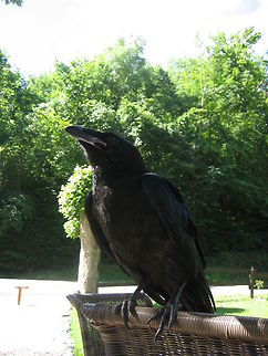 Crow in the Pyreneeën Pyrenees crow practising for his next beer commercial Birds,Carrion Crow,Corvus corone,Crow