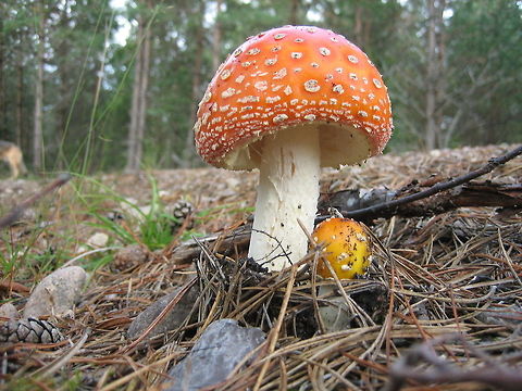 Red mushroom with white speckles..Amanita Muscaria Real estate (for a gnome) Amanita Muscaria,Amanita muscaria,Mushroom,Sweden,Vliegenzwam