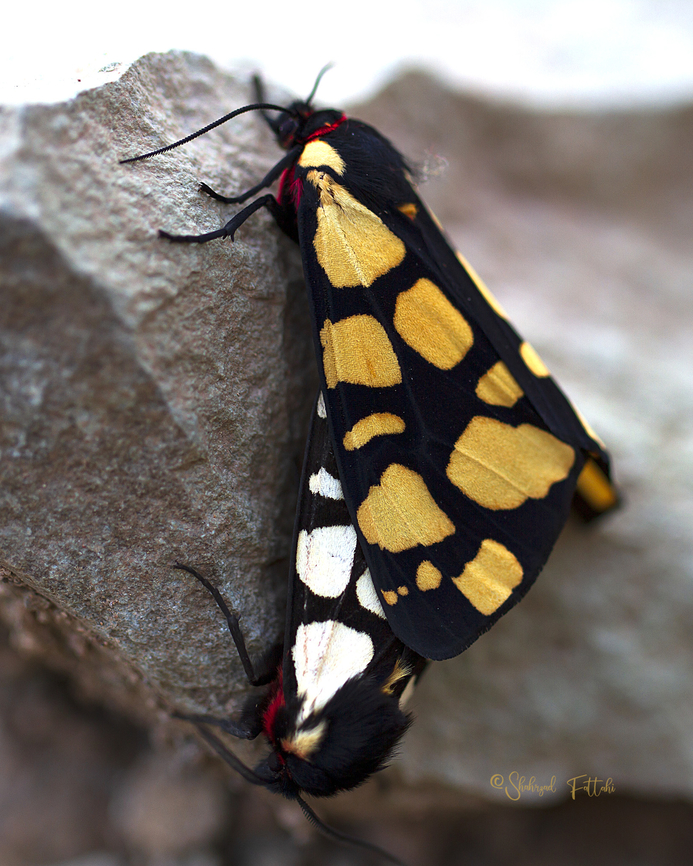 Arctia villica The first species I saw at the beginning of the morning Arctia villica,Cream-spot Tiger,Geotagged,Iran,spring