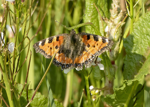 Aglais urticae I found her/him in the middle of the plants Aglais urticae,Geotagged,Iran,Small Tortoiseshell,Spring