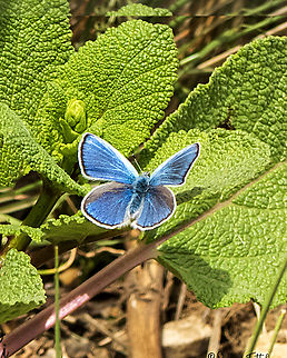 Plebejus zephyrinus With a wonderful turquoise color Geotagged,Iran,Kretania zephyrinus,Spring