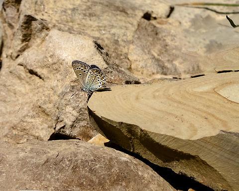 Plebejus zephyrinus It's female of Plebejus zephyrinus Butterfly,Geotagged,Iran,Kretania zephyrinus,Plebejus,Spring,Turkmenistan Zephyr Blue