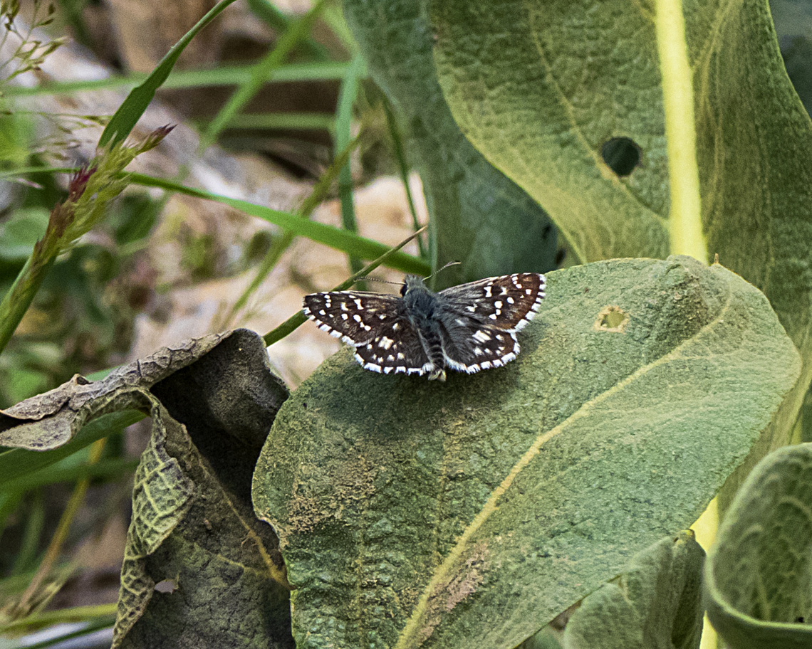 Muschampia_tessellum  Geotagged,Iran,Muschampia tessellum,Spring,butterflies,nature