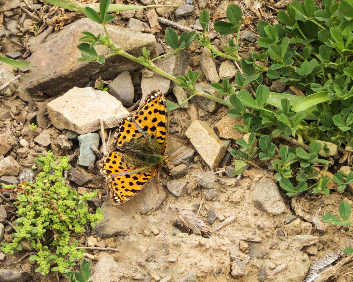 Issoria_lathonia Queen of spain fritillary Butterfly,Iran,Issoria lathonia,Queen of Spain Fritillary,nature,spring,wildlife