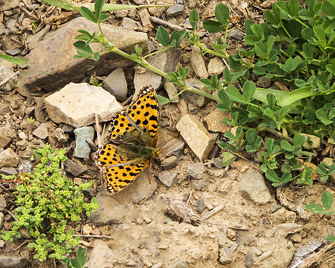 Issoria_lathonia Queen of spain fritillary Butterfly,Iran,Issoria lathonia,Queen of Spain Fritillary,nature,spring,wildlife