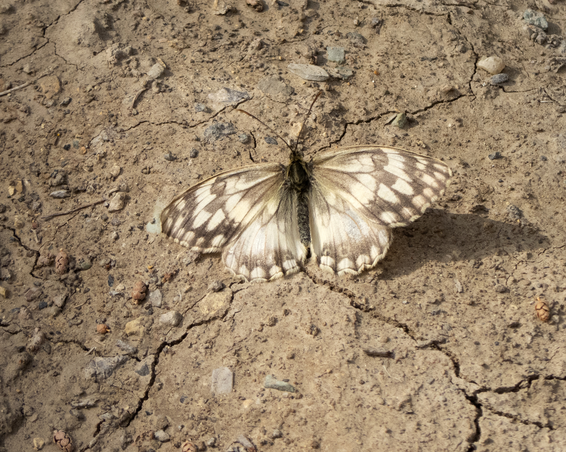 Melanargia hylata  Balkan marbled white,Butterfly,Geotagged,Iran,Melanargia larissa,Spring,nature