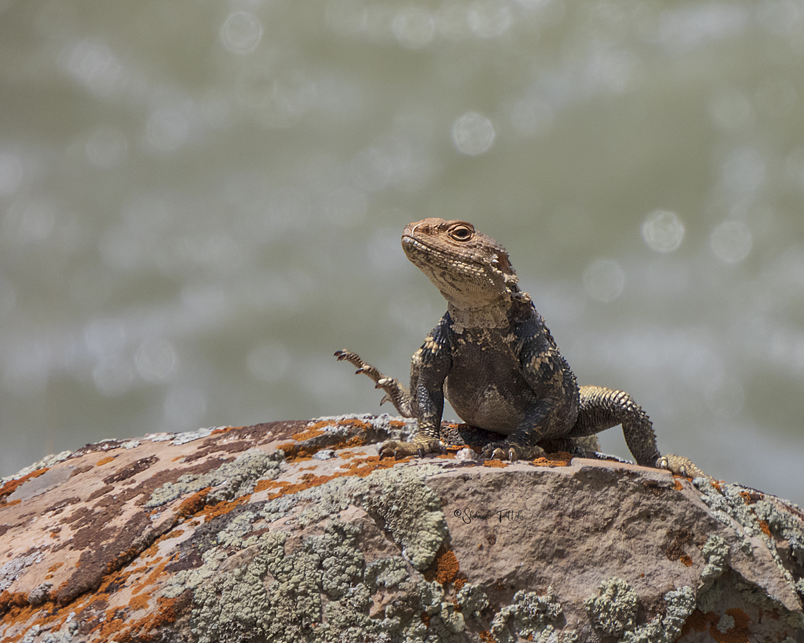 Caucasian Agama Paralaudakia caucasia Caucasian Agama,Geotagged,Iran,Mountains,Paralaudakia caucasia,Spring,agama,nature