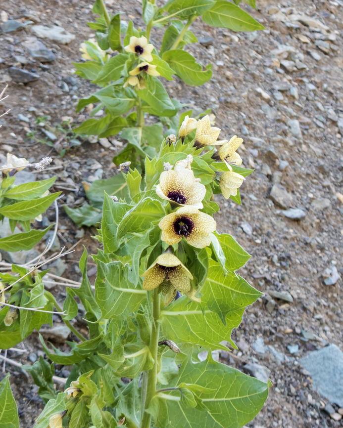 Black Henbane Hyoscyamus niger Flora,Geotagged,Henbane,Hyoscyamus niger,Iran,Spring,greatnature,herbs