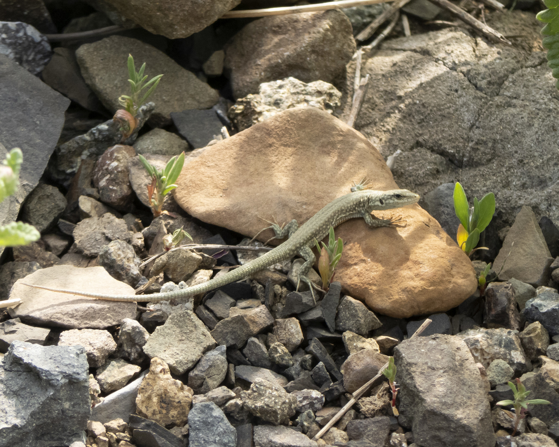 Alborz Lizard Darevskia defilippii Darevskia defilippii,Geotagged,Iran,Lizard,Spring,wildlife