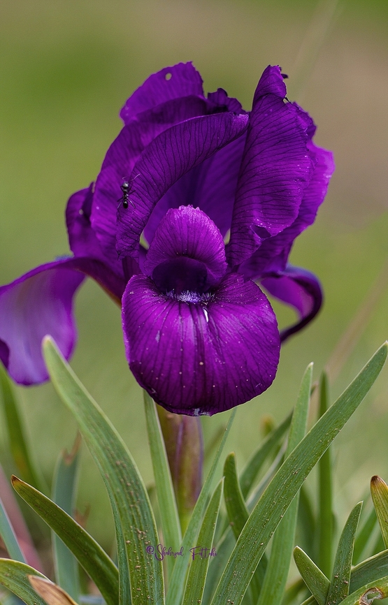 Iris barnumiae  Flora,Flowers,Geotagged,Iran,Iris barnumiae,iris,nature,spring