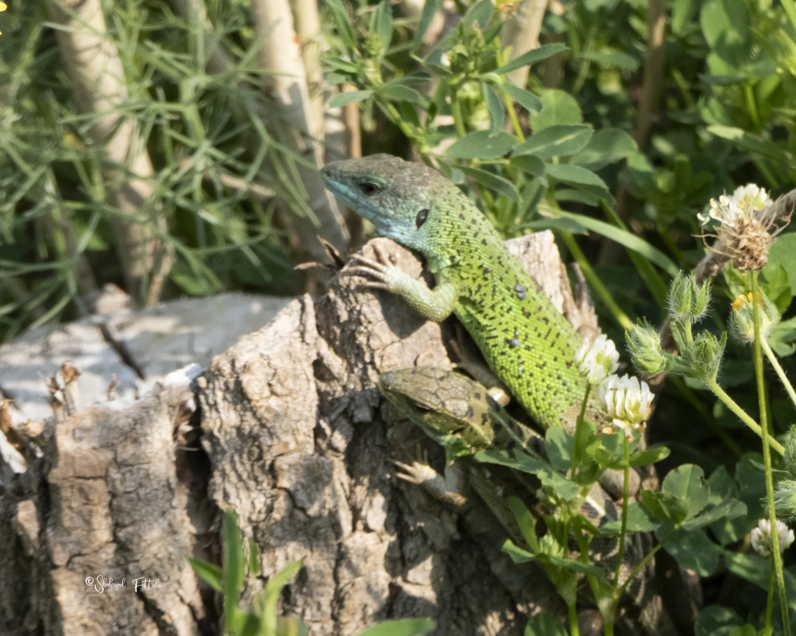 Caspian Green Lizard Lacerta strigata Geotagged,Green,Iran,Lacerta strigata,Lizards,Spring,Striated Lizard,wildlife