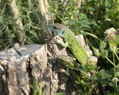 Caspian Green Lizard Lacerta strigata Geotagged,Green,Iran,Lacerta strigata,Lizards,Spring,Striated Lizard,wildlife
