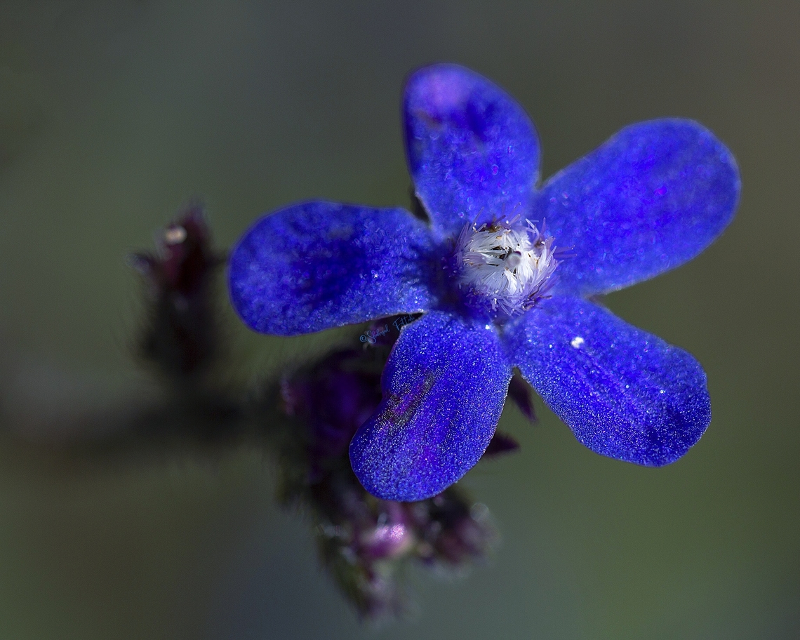 Anchusa azuera  Anchusa azurea,Art photography,Blue,Flora,Garden anchusa,Geotagged,Iran,Macro,Wildflowers,herbs,spring