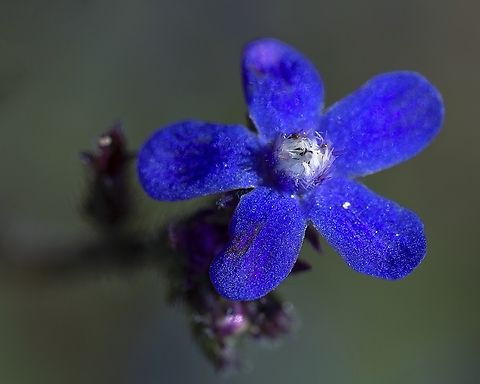 Anchusa azuera  Anchusa azurea,Art photography,Blue,Flora,Garden anchusa,Geotagged,Iran,Macro,Wildflowers,herbs,spring