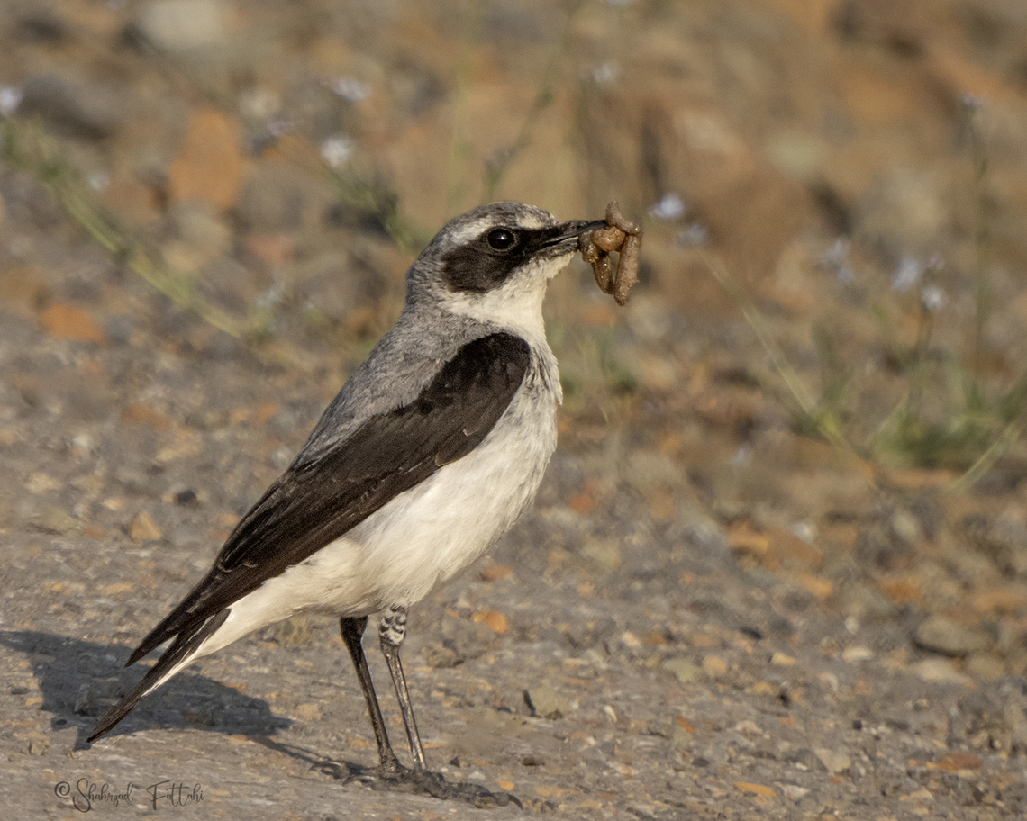 Northern wheatear Oenanthe oenanthe Birds,Geotagged,Iran,Northern wheatear,Oenanthe oenanthe,Spring,nature,wheatear