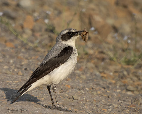 Northern wheatear Oenanthe oenanthe Birds,Geotagged,Iran,Northern wheatear,Oenanthe oenanthe,Spring,nature,wheatear